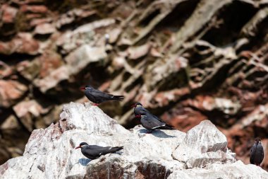 Peru 'daki Paracas Ulusal Parkı' ndaki Ballestas Adaları 'ndaki Ballestas Adaları' ndaki Tern Inca adasındaki kuşlar. Kapat..