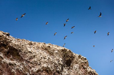 Paracas Ulusal Parkı, Peru 'daki Ballestas Adaları' ndaki kayaların üzerinde birçok martı var..