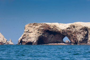 Peru 'daki Paracas Ulusal Parkı' ndaki Ballestas Adaları 'nın mağarasında sahildeki çaylak deniz aslanı..