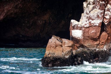 Peru 'nun güney kıyısında, Pisco, Ica Bölgesi' nde, Ballestas Adaları 'nda uyuyan deniz aslanı..