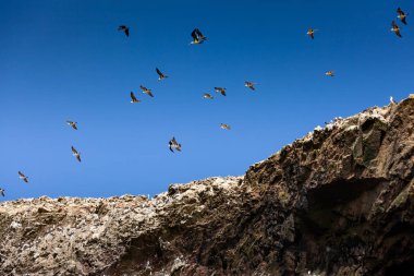 Paracas Ulusal Parkı, Peru 'daki Ballestas Adaları' ndaki kayaların üzerinde birçok martı var.