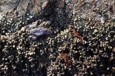 Kırmızı yengeçler kabuklarda güneşlenirler..