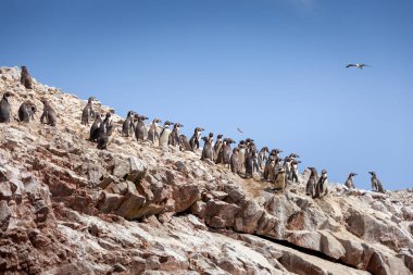Büyük bir penguen grubu Ballestas Adaları, Paracas Doğa Rezervi, Peru, Latin Amerika 'da bir kayanın üzerinde duruyor..