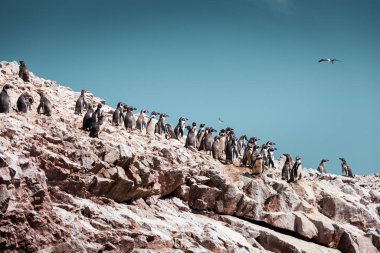 Büyük bir penguen grubu Ballestas Adaları, Paracas Doğa Rezervi, Peru, Latin Amerika 'da bir kayanın üzerinde duruyor. Aquamarine gökyüzü rengi.