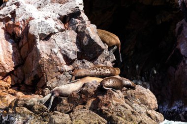 Deniz aslanları bir kayanın üzerinde dinlenir mevsimlik deriler, Ballestas Adaları, Paracas Doğa Rezervi, Peru, Latin Amerika