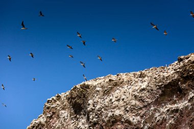Kayanın üstündeki mavi gökyüzünde bir martı sürüsü. Ballestas Adaları, Paracas Ulusal Rezervi, Peru