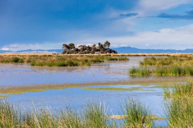 Güney Amerika, Peru 'daki Titicaca Gölü' nde yüzen Uros adaları yakınında taşlı ve ağaçlı bir ada..