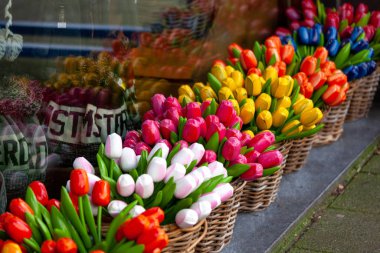 Hollanda 'nın bir sembolü olan sepetlerdeki yapay lale buketleri..