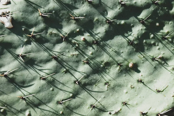 Surface de cactus avec épines, fond, pâte à copier — Photo