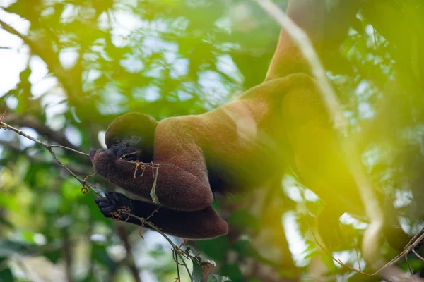 Macaco lanoso na natureza, sentado em uma árvore, rio Amazonas, borrão verde . — Fotografia de Stock