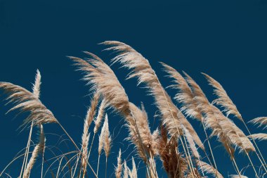 Reed mavi gökyüzüne karşı, arka plan, yakın plan, yatay yönelim.