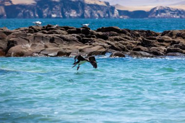 Kuş sümsüğü suyun üzerinde alçaktan uçar, arka planda bir kaya ve okyanusta oturan martılar, Paracas Ulusal Rezervi.