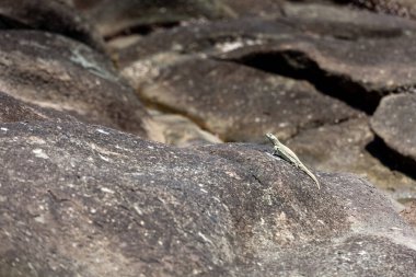 Kertenkele güneş altında güneşleniyor, güneşli bir günde, kopyalama macunu.