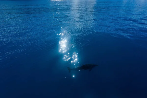 Silhouette d'un dauphin dans la mer bleue, éclat du soleil sur l'eau, copier la pâte, fond . — Photo