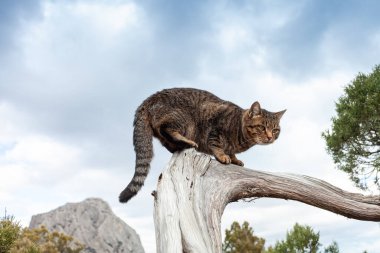 Ağaç dalında oturan tekir kedisi, yumuşak odaklı..