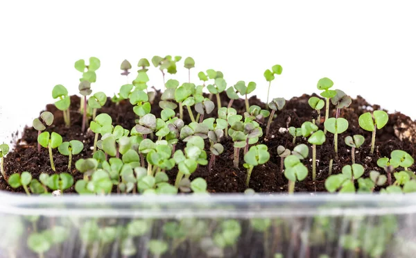 Micro-greens, plántulas en una bandeja, nutrición saludable, jardinería, primer plano . — Foto de Stock