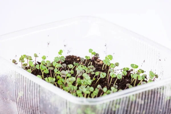 Micro-greens, plántulas en bandeja, jardinería, nutrición saludable . — Foto de Stock