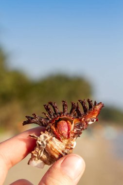 Elinde yengeç olan güzel bir kabuk, dikey.