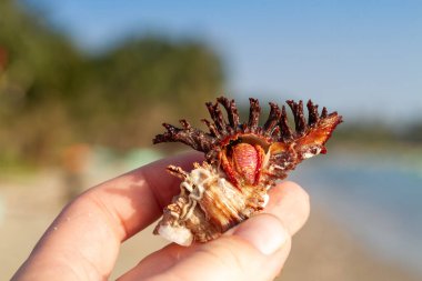 Elinde yengeç olan güzel bir kabuk.