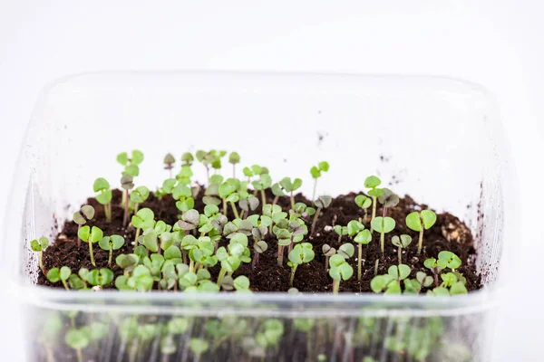 Micro-greens, plántulas en una bandeja, nutrición saludable, jardinería, primer plano . — Foto de Stock