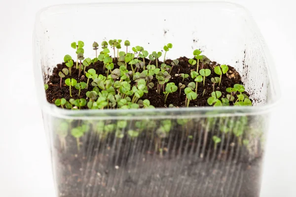 Micro-greens, plántulas en bandeja, nutrición saludable, jardinería . — Foto de Stock