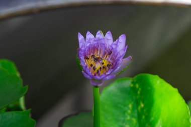 Mor zambak, eşek arısı poleninde bir tomurcukta ve bir arıda..