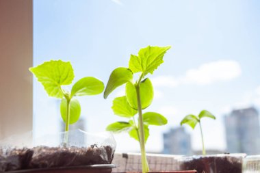 Gök yüzünde salatalık tohumları, pencerenin kenarında dikiliyor, yakın plan..
