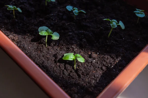 Pequeñas plántulas de albahaca cultivadas en una casa en maceta . — Foto de Stock