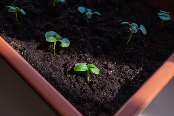 Small basil seedlings grown in a potted house.