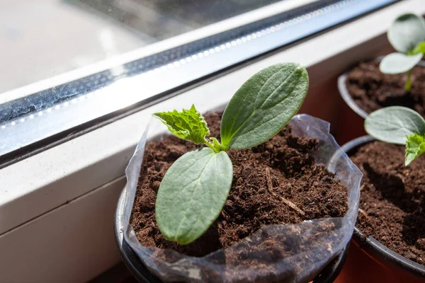 Las plantas de semillero de pepino en el alféizar de ventana en balkon. De cerca. . — Foto de Stock
