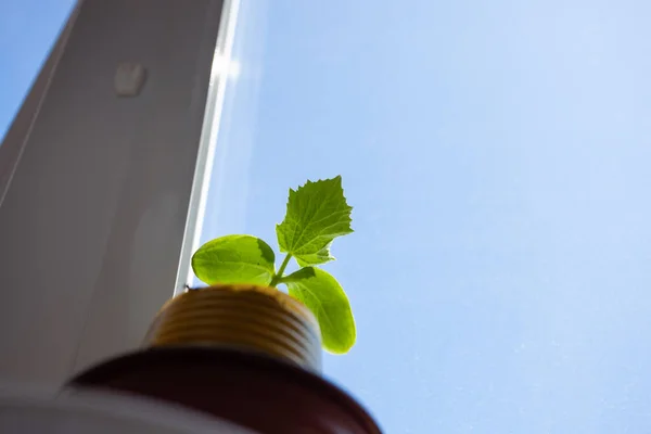 Plántulas de pepino en una olla en el balcón, contra la ventana — Foto de Stock