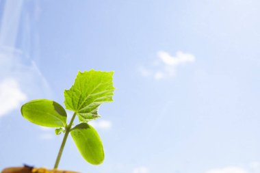 Gökteki saksılarda salatalık filizleniyor, boşluğu kopyala.