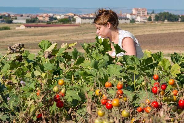Petani mengumpulkan tomat — Stok Foto