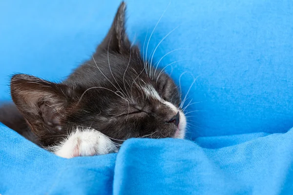 yavru kedi siyah ve beyaz