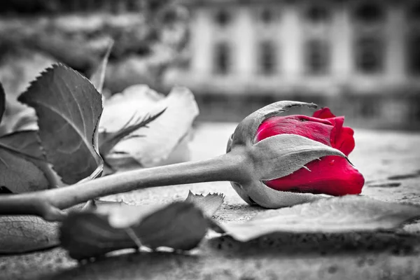 Mawar merah dalam hitam dan putih — Stok Foto