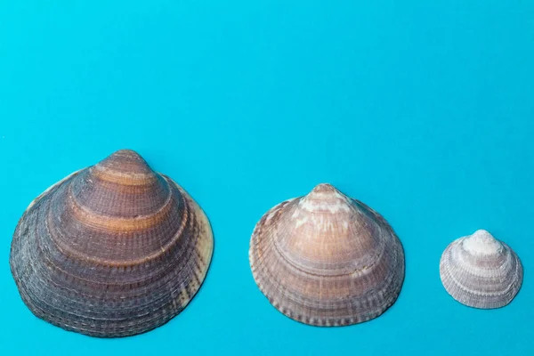 Three shells on blue background — Stock Photo, Image