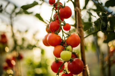 asma üzerinde kırmızı Olgun Kiraz domates 