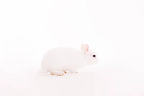 Белый Кролик Белом Фоне — стоковое фото