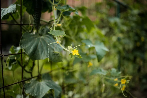 Organic Home Gorwn Farming Cucumber Vine Greem Stem — Stock Photo, Image