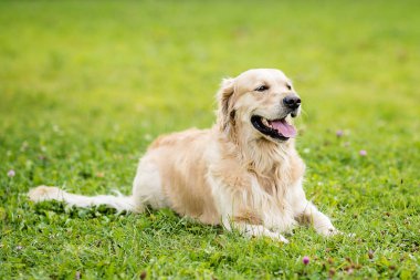 Mutlu gülen köpek Golden Retriever Bir yaz günü yeşil park bahçesinde