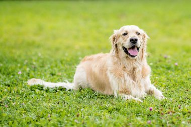 Mutlu gülen köpek Golden Retriever Bir yaz günü yeşil park bahçesinde