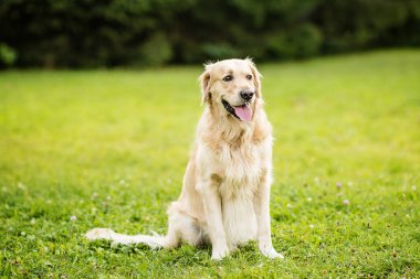 Mutlu gülen köpek Golden Retriever Bir yaz günü yeşil park bahçesinde