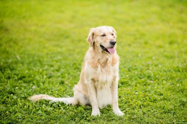 Mutlu gülen köpek Golden Retriever Bir yaz günü yeşil park bahçesinde
