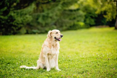 Mutlu gülen köpek Golden Retriever Bir yaz günü yeşil park bahçesinde