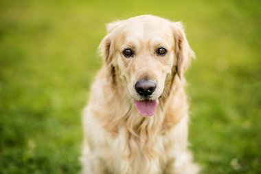 Mutlu gülen köpek Golden Retriever Bir yaz günü yeşil park bahçesinde