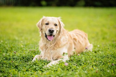 Mutlu gülen köpek Golden Retriever Bir yaz günü yeşil park bahçesinde