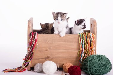 Stüdyoda küçük sevimli bir kedi yavrusu var.