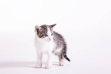 Stüdyoda küçük sevimli bir kedi yavrusu var.