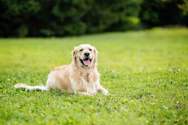 Mutlu gülen köpek Golden Retriever Bir yaz günü yeşil park bahçesinde
