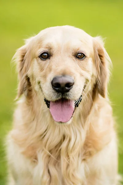 happy smiling dog golden retriever in a green park garden on a summer day